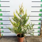 Cyprusovec leylandský (Cupressocyparis leylandii) 'CASTLEWELLAN GOLD' – výška 30-60 cm, kont. C2L